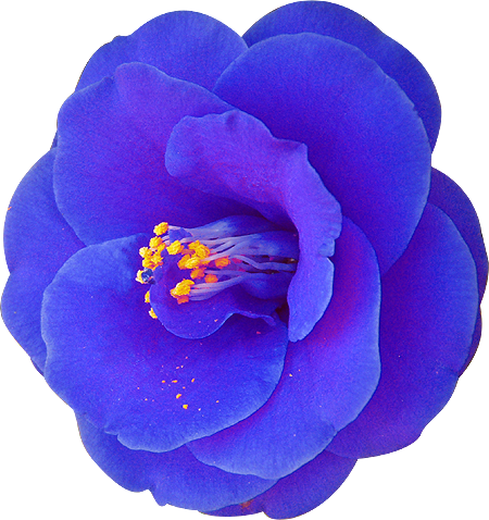 Jokionasibrpach 最も選択された 花 透過 素材 花 透過 素材