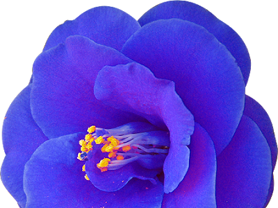 [10000ダウンロード済み√] 花 透過画像 375123