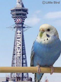 インコ 画像 待ち受け Andreana