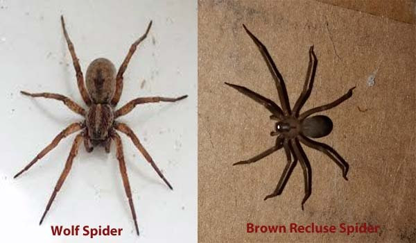 Should i kill a wolf spider? Wolf Spider Bite Identification Pictures Types And Treatments