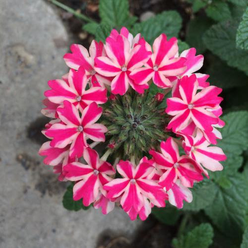 すべての花の画像 これまでで最高の金平糖 花シリーズ