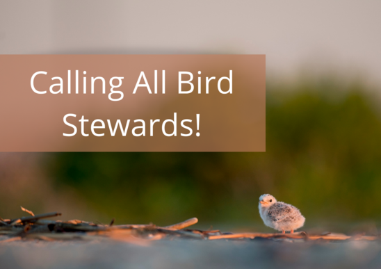 Calling all bird stewards