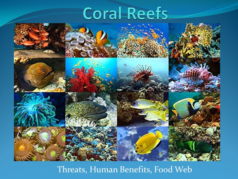 This means more hotels are needed to cope with the increasing number of visitors. Threats Human Benefits Food Web Ppt Video Online Download