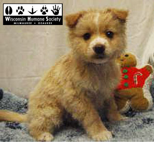 photo: humane society puppies for adoption