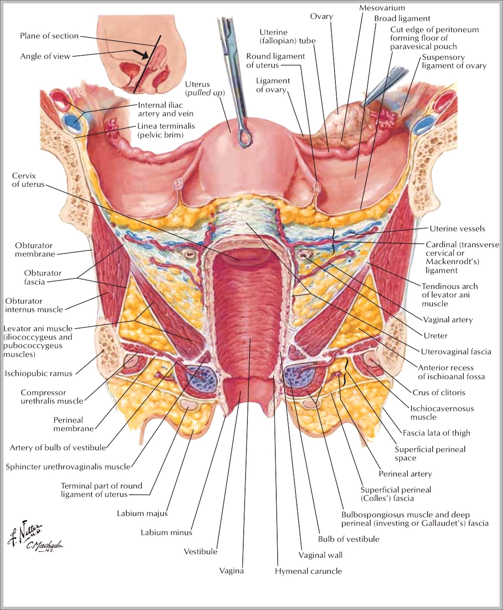 The wikimedia human body diagrams is a collection of images whose main purpose is to provide a way of explaining medical conditions and other phenomena. Body Organs Page 2 Graph Diagram