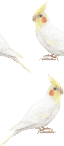 トップ100オカメインコ 壁紙 最高の花の画像