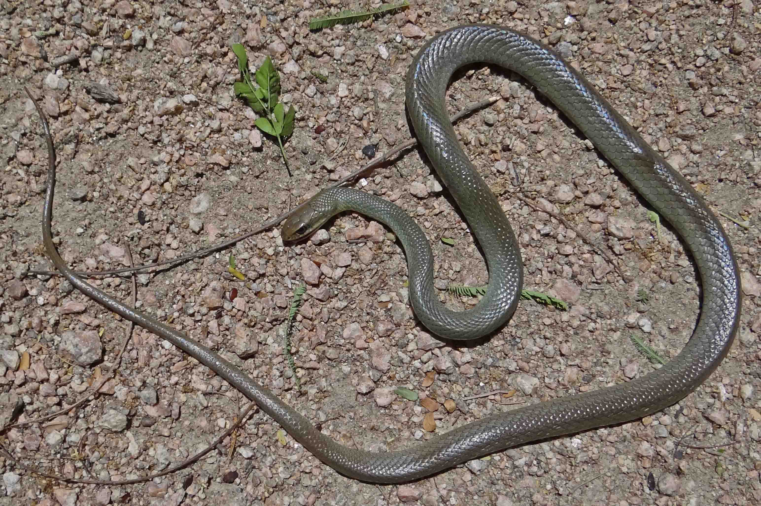 And their appearance really does depend thamnophis sirtalis annectens (texas garter snake): Reptiles And Amphibians Of The Lower Rio Grande Valley