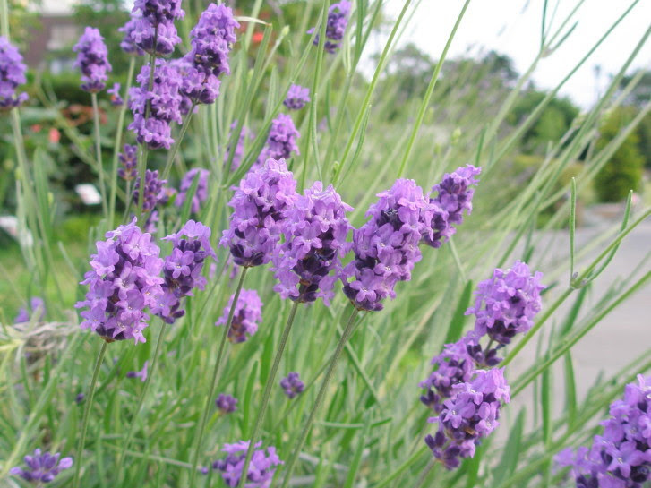 ベスト50 紫 春の 花 最高の花の画像