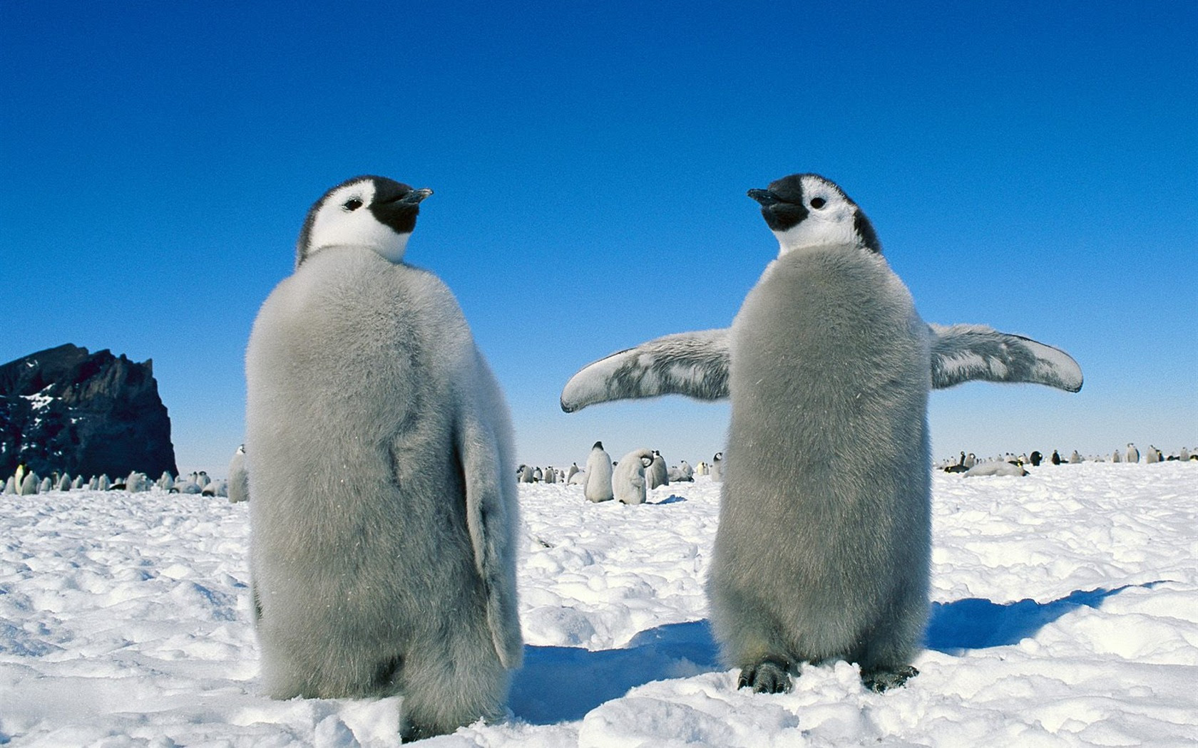 最高のペンギン 壁紙 最高の花の画像