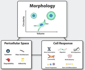 Graphical abstract for this article