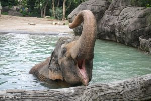 See more ideas about cincinnati zoo, zoo, cincinnati. 50 Million Gift To Cincinnati Zoo Sets Elephant Sized Future Zoo Plans In Motion Cincinnati Zoo Botanical Garden