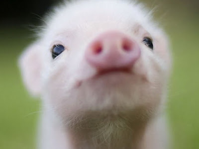 選択した画像 豚 可愛い 写真 283175-豚 可愛い 写真