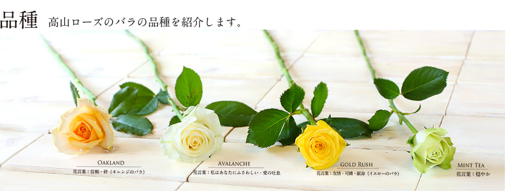 すべての美しい花の画像 最新のhdイエロー ローズ 花 言葉