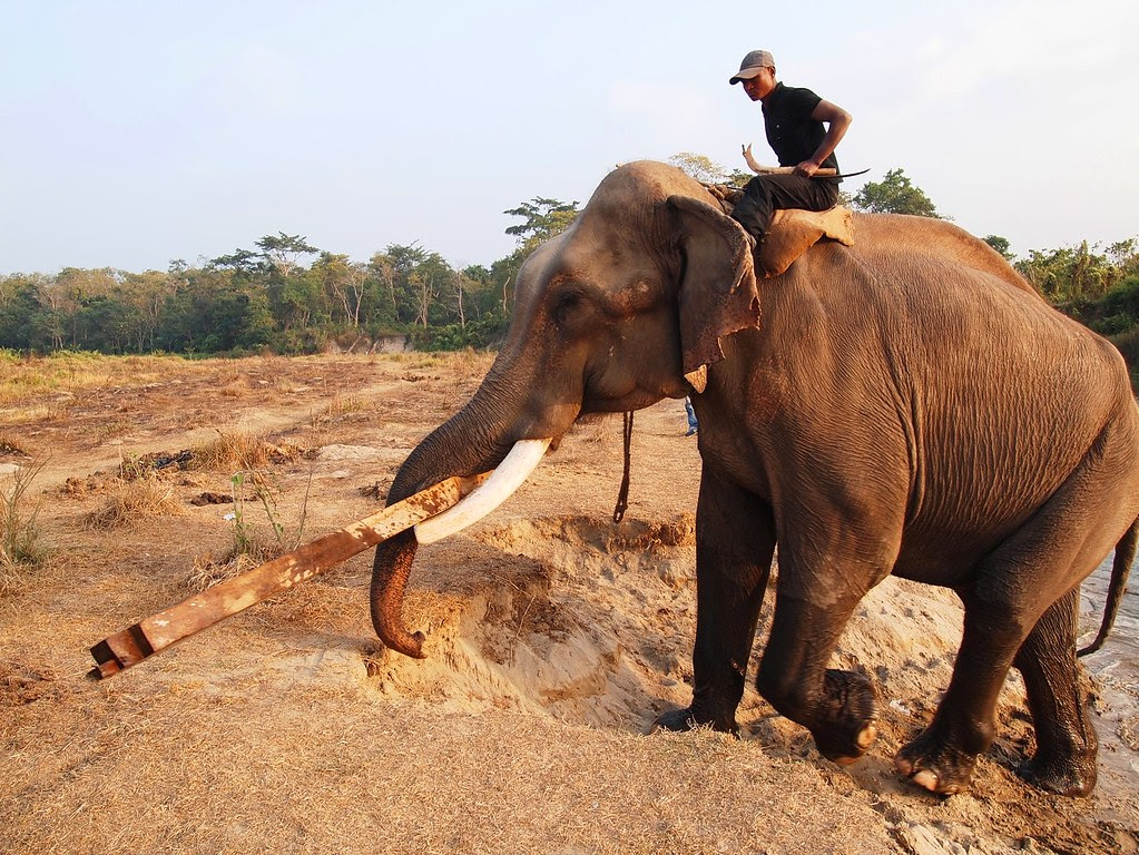 chitwan national park + elephant breeding center