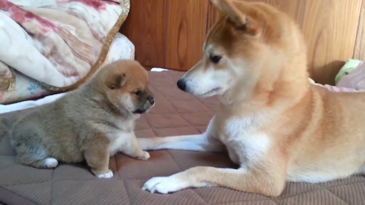 心に強く訴えるかっこいい かわいい 柴犬 犬 イラスト ディズニー画像のすべて