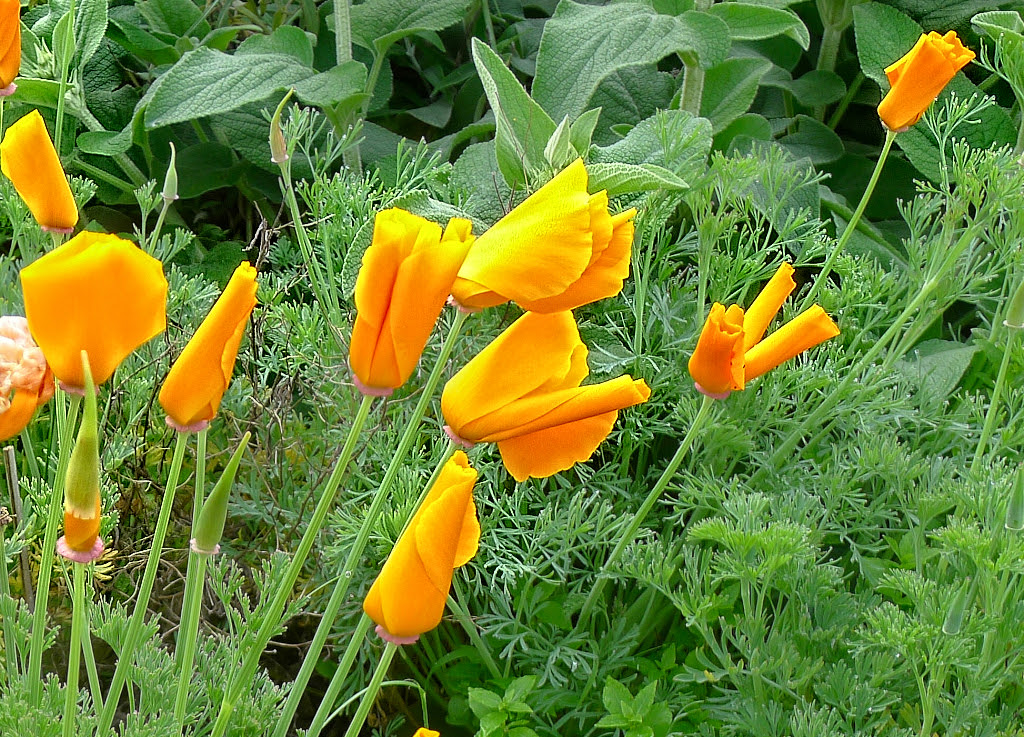 CaliforniaPoppy.jpg