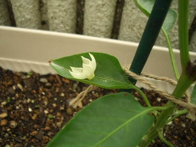 ピーマン 花が落ちる ピーマン 花が落ちる