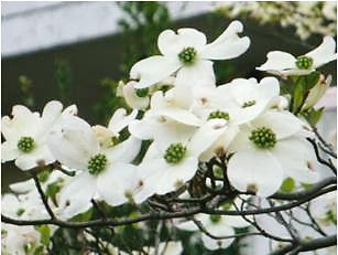 ユニーク2 月 18 日 誕生 花 すべての美しい花の画像