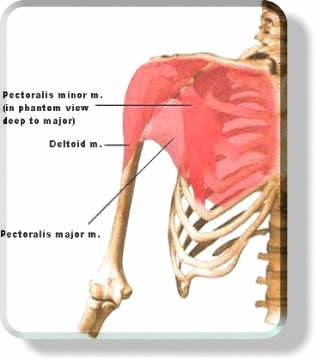Learn about each of these muscles, their locations, functional anatomy and exercises for them. Muscular System Chest Muscles Pec Muscles