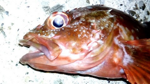 これまでで最高のメバル 毒 症状 魚のすべて