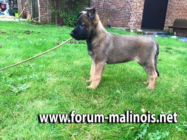 Imprimable Bebe Malinois 2 Mois Chiot Malinois 2 Mois Imagesgratuiteswmf