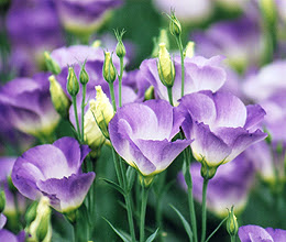 美しい花の画像 新着トルコ キキョウ 花 言葉 紫