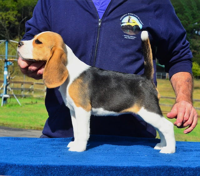 Lots of lemon beagles are born appearing to be almost completely white. Welcome To Lanbur Beagles Wade Burns And Jon Woodring Hope You Enjoy Our Site