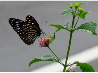 luthfiannisahay: Apa Bahasa Indonesia Dari Butterfly