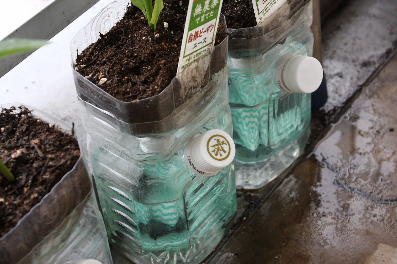 最新 500ml ペット ボトル 植木鉢 けんしねまわっｌ