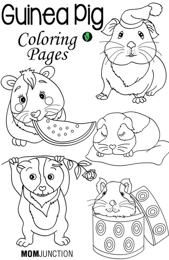 Check spelling or type a new query. Guinea Pig Coloring Pages Clip Art Library