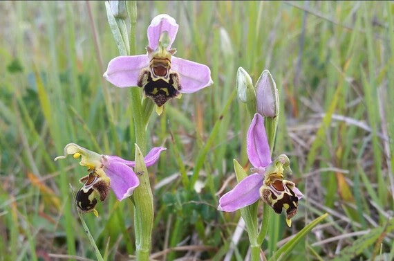Bee Orchid