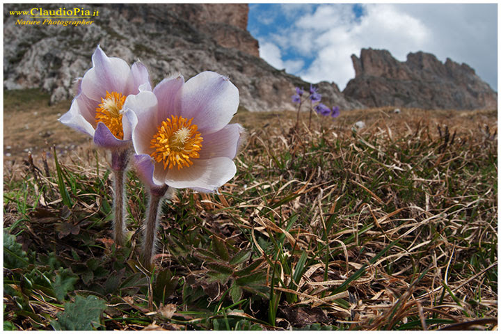 Questo fiore è stabile contro il rigido inverno e l'estate senza acqua. Fiori Di Montagna Fiori Alpini Val Di Fassa Alpine Flowers Dolomiti Nature Photography Macrofotografia Foto Naturalistica Outdoor Close Up