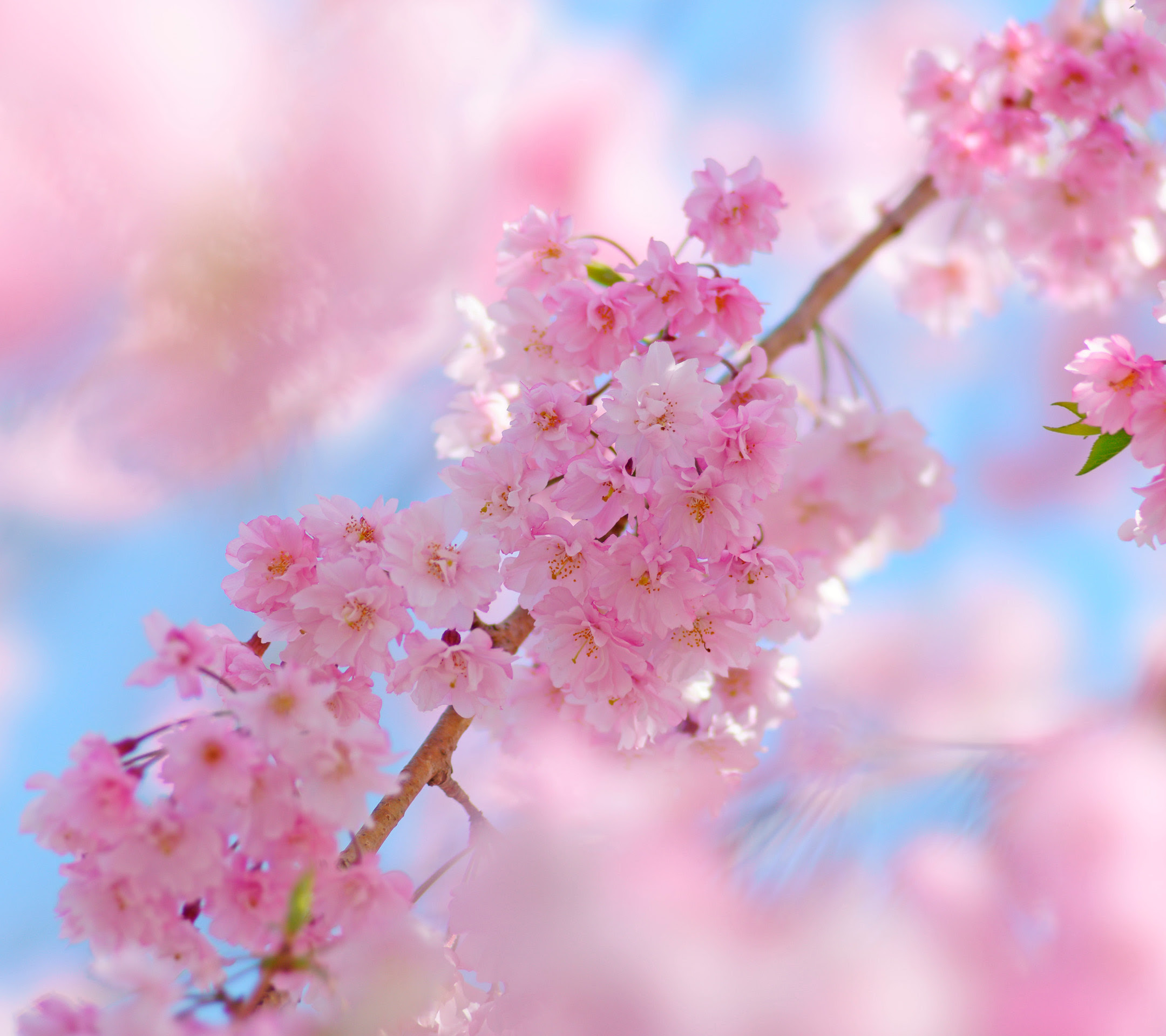 すべての美しい花の画像 エレガント桜 スマホ 壁紙