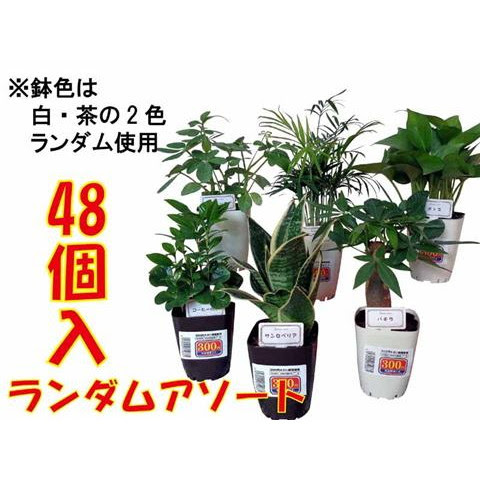 すべての美しい花の画像 綺麗なダイソー 観葉植物 300円
