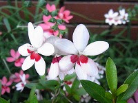 上 6月20日 花 793851-6月20日 花