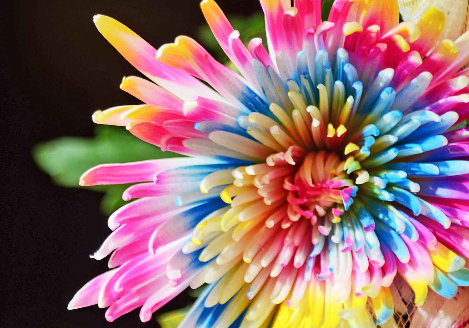 ユニークカラフル 花 画像 美しい花の画像