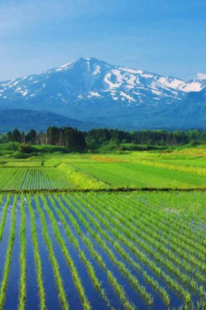 すべての花の画像 ベスト田舎 風景 壁紙