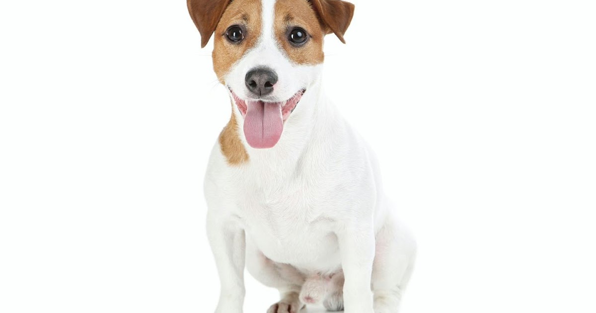タケノコ 掘り 警察 犬 吠え た Sion Paderau