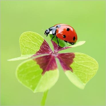 Carte Virtuelle Anniversaire Coccinelle Nanaryuliaortega News