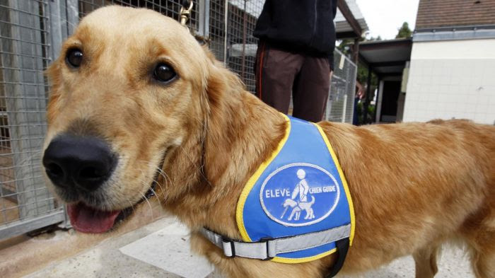 Journée internationale des chiens-guides : les personnes mal-voyantes face au confinement