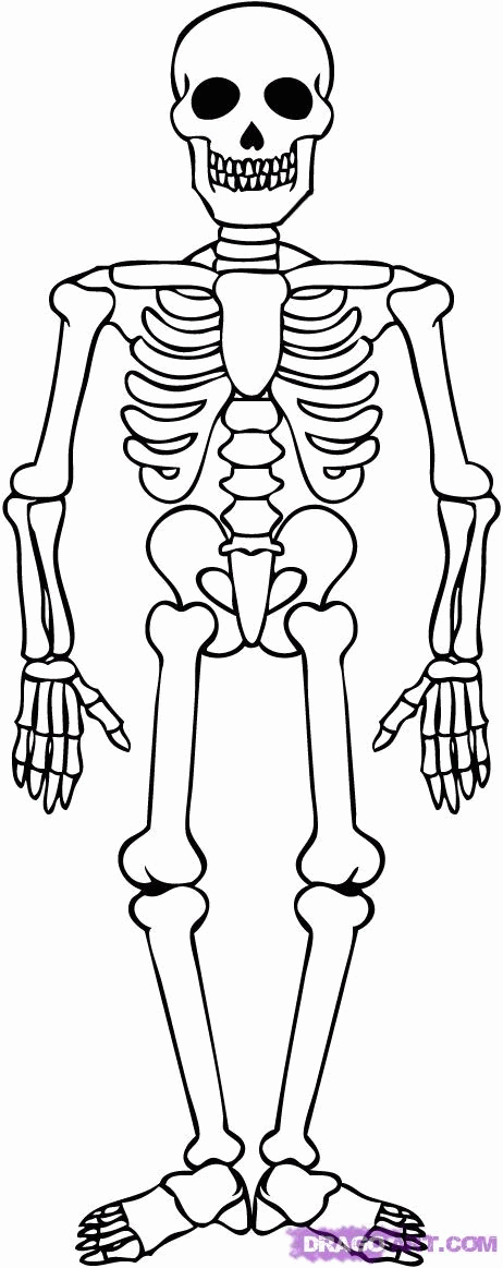 Clip art can be a fantastic resource and substitute for a full scale model. Skeletal System Easy Drawings Clip Art Library