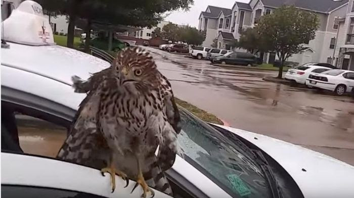 L'épervier effrayé qui a trouvé refuge dans la voiture du chauffeur de taxi