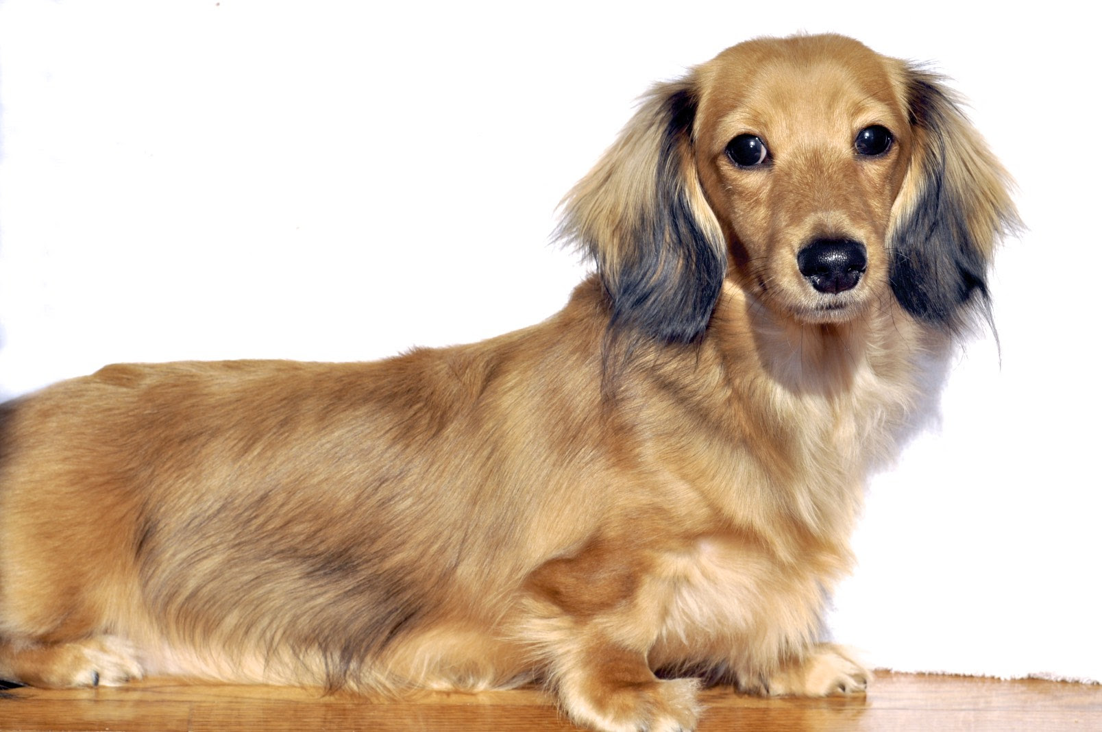 We offer a 6 month health guarantee for all of our puppies if they are seen by your vet within 72 hours from your pick up date. English Cream Dachshund