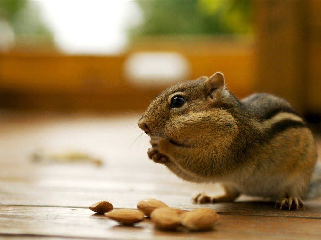 壁紙 動物 かわいい