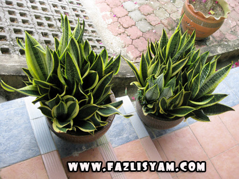 Keren Gambar Tanaman Rumput Lidah  Ular Bunga  Hias