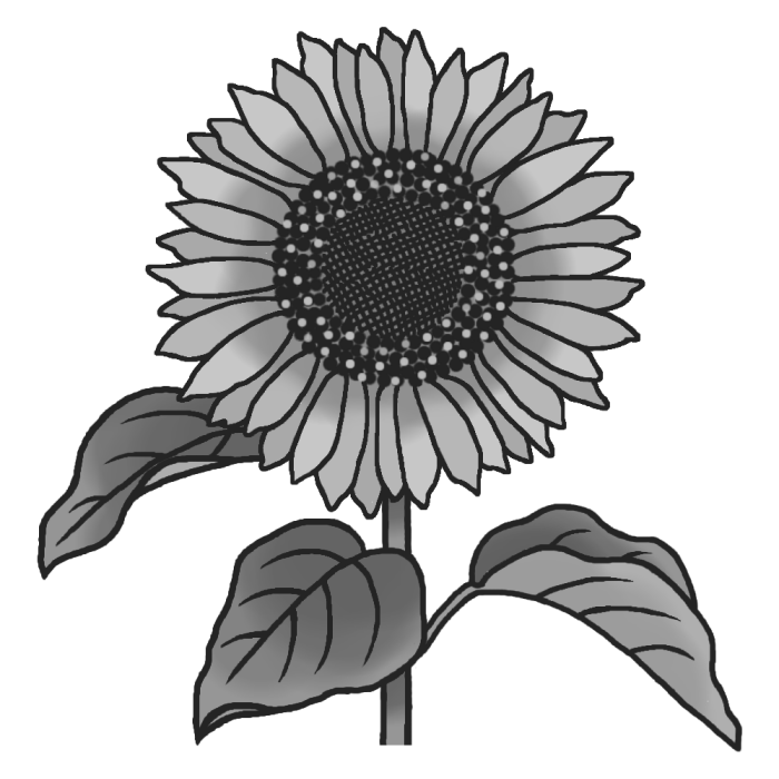 美しい花の画像 トップ100 ひまわり イラスト 白黒