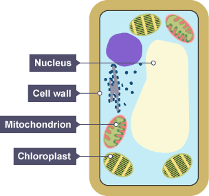 Maybe you would like to learn more about one of these? Bbc Bitesize National 5 Biology Cell Structure Test Clipart Best Clipart Best