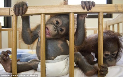  Gambar  Orang Utan Yang Lucu Hutanku Jayaku