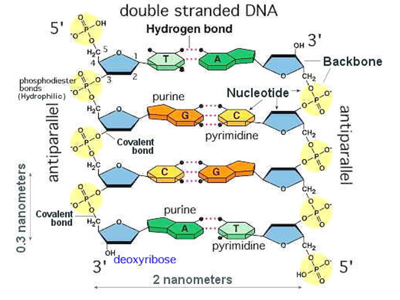 34 Can You Correctly Label Various Parts Of A Dna Molecule Labels For You
