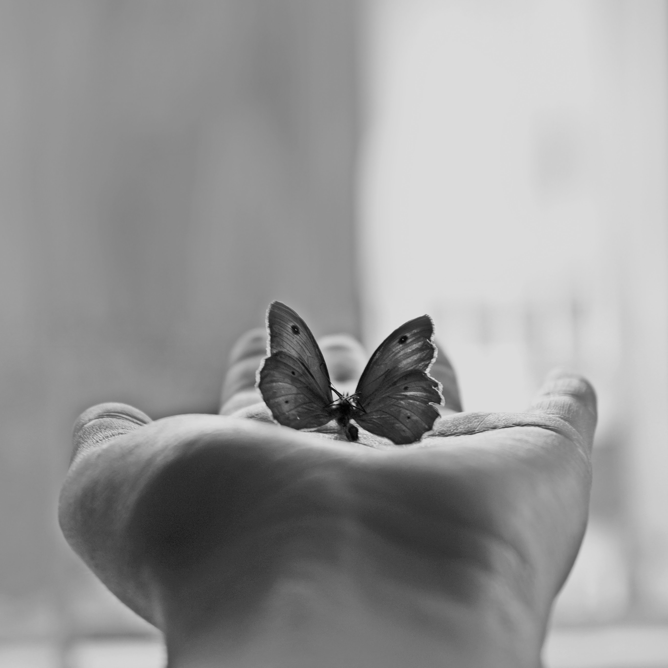 Cute White Aesthetic Wallpaper Butterfly - Deriding-Polyphemus